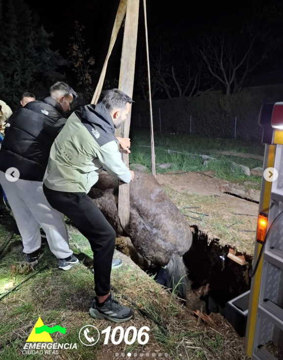 Bomberos de Ciudad Real rescatan a un caballo del interior de una fosa séptica en Las Casas
