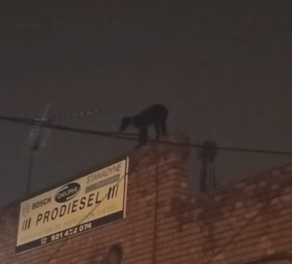 Los bomberos rescatan un perro subido a un tejado de una nave
