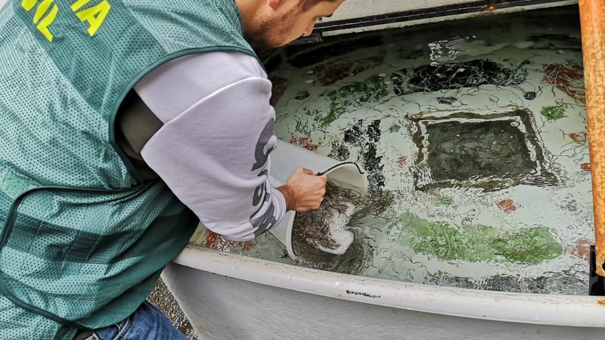 Desarticulan red de tráfico ilegal de anguila europea: 10 detenidos en Gipuzkoa e Iparralde