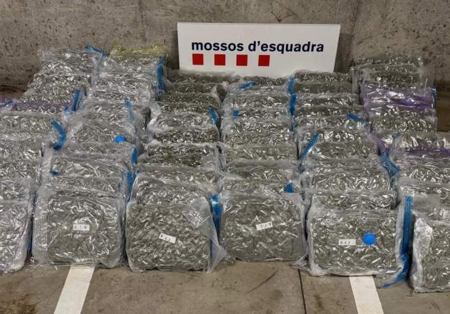 Imatge de la marihuana comissada  Mossos d'Esquadra