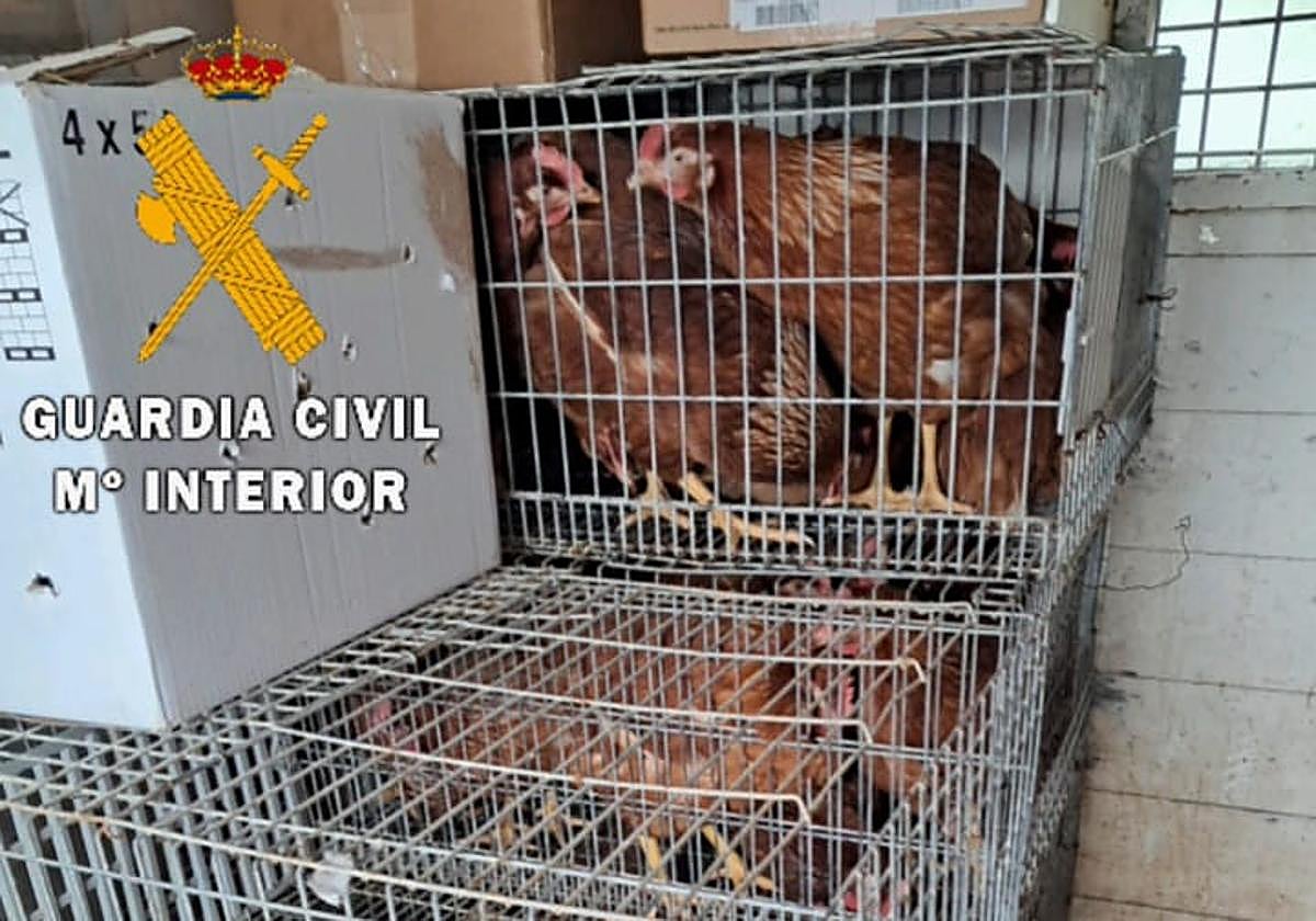 Localizado un hombre vendiendo gallinas y codornices en una furgoneta en Viana