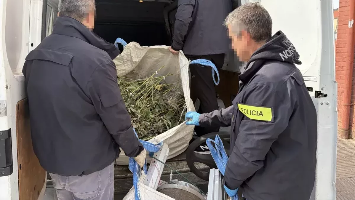 Los Mossos decomisan 305 plantas de marihuana en un piso del barrio de Pardinyes de Lleida