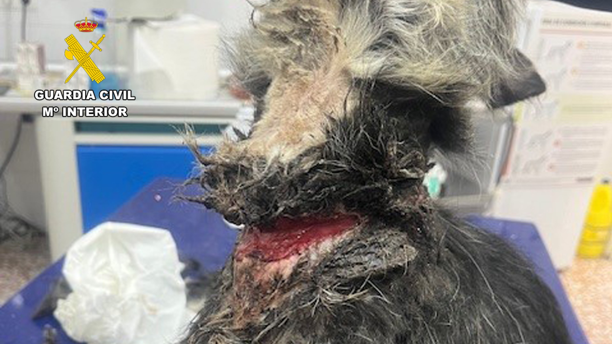 Rescatado en Abarán un perro con profundas heridas en el cuello tras ser atado con un cable metálico en una parcela
