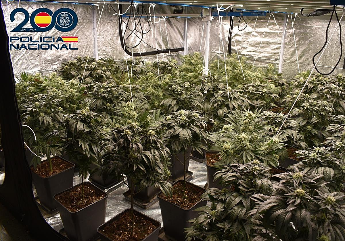 Detenido en Miranda de Ebro un hombre con una plantación interior de marihuana y enganche ilegal a la red eléctrica