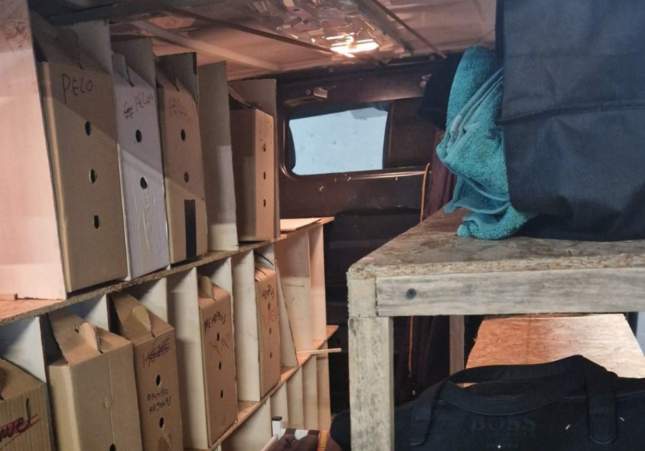 Detenidos tres hombres en Tordera por maltrato animal y mutilación de gallos de pelea