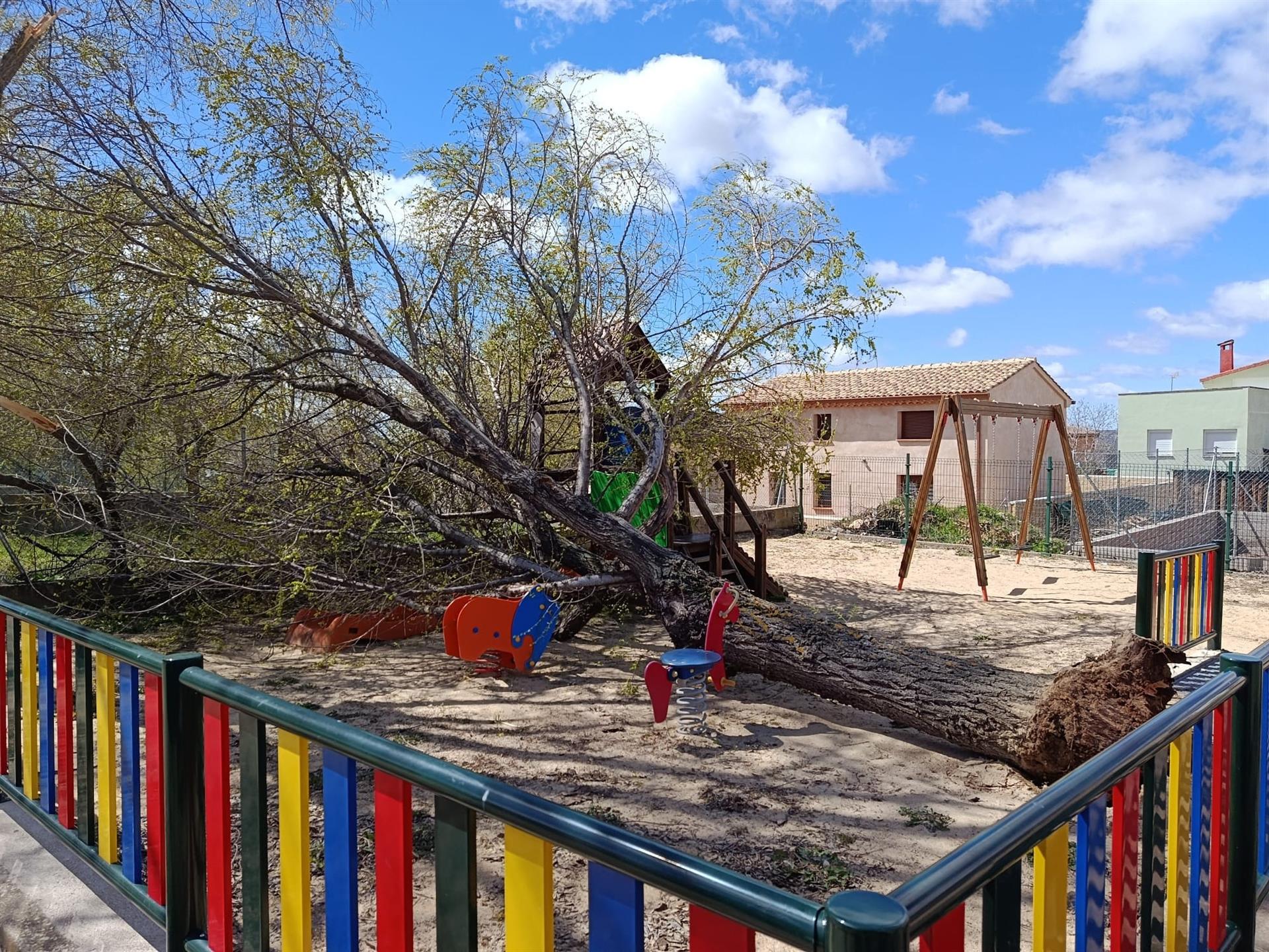 Árbol caído por el viento en Domingo de Ramos