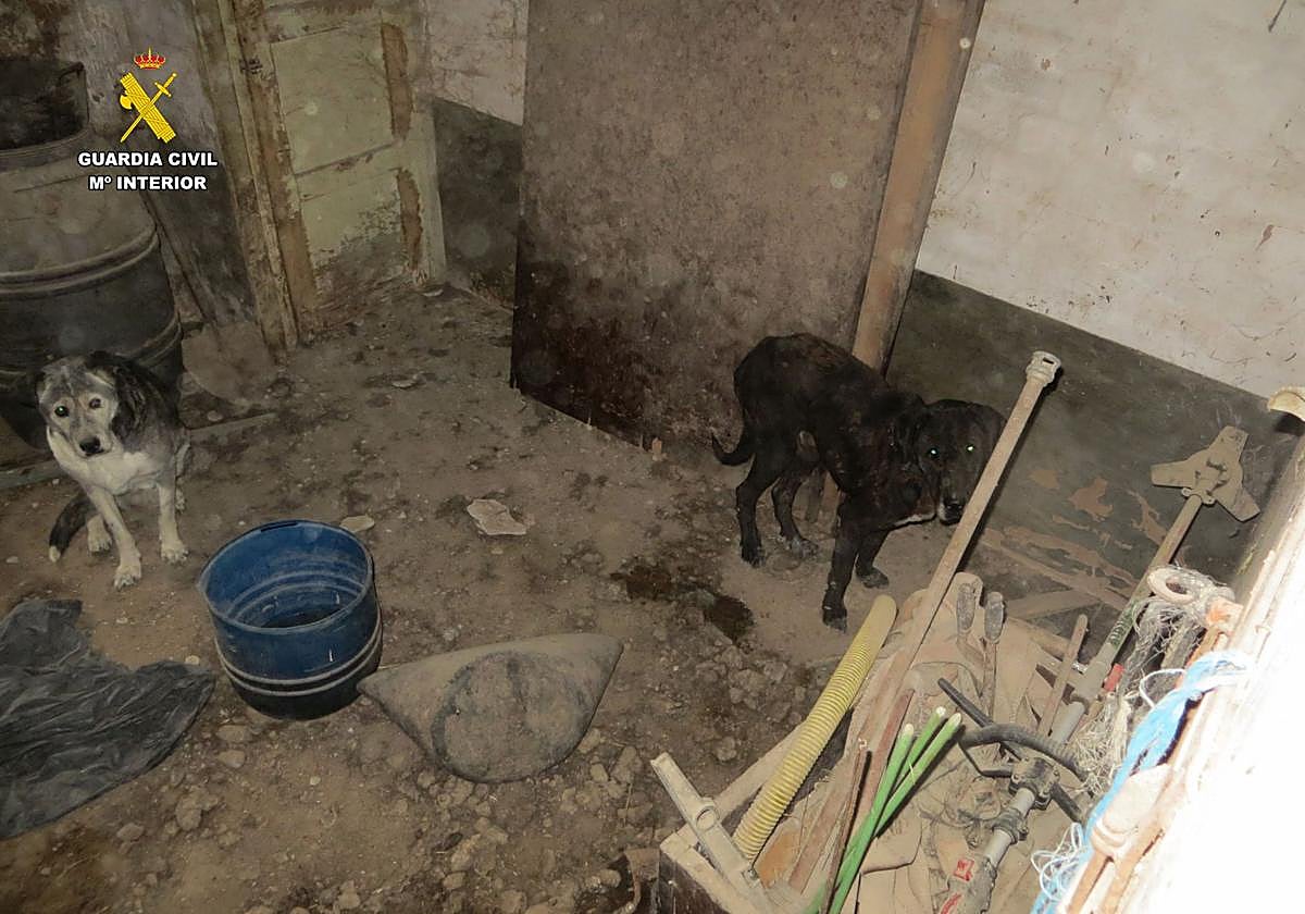 Hallados perros en condiciones insalubres: investigados dos varones en La Rioja por maltrato animal