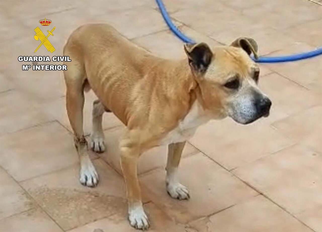 Investigado un vecino de Águilas por abandono y maltrato animal de dos perros
