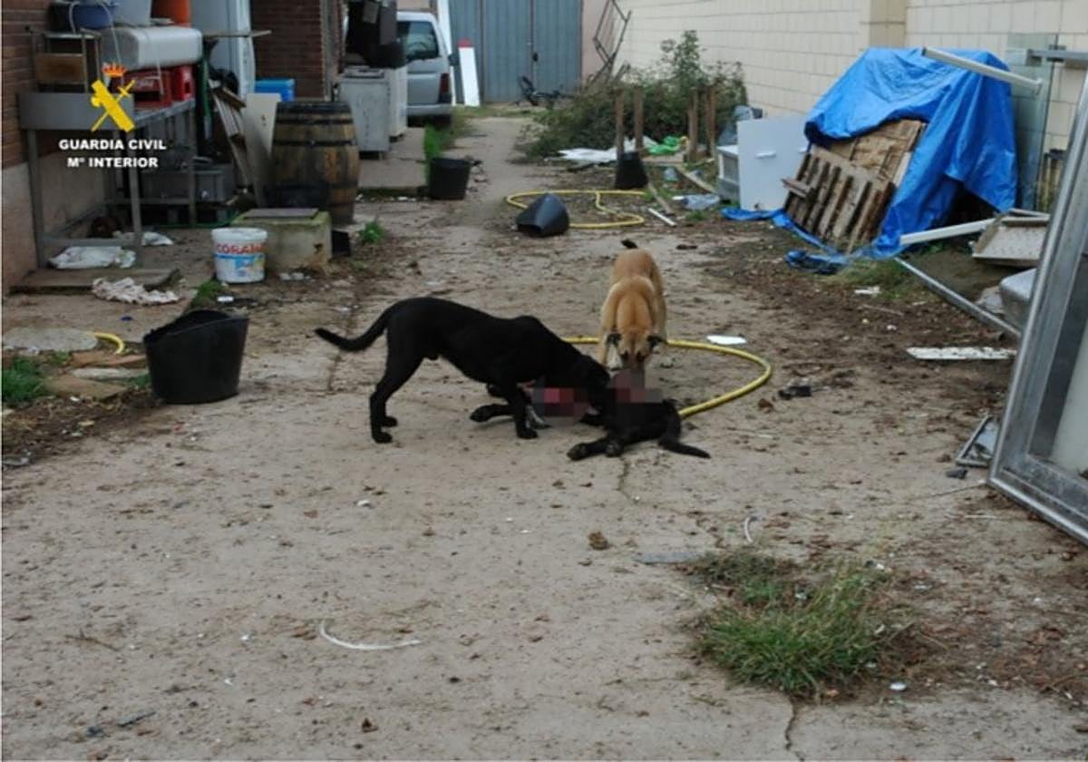 Investigado un vecino de Logroño por maltrato animal: un perro muerto y siete sin agua, ni comida y rodeados de excrementos