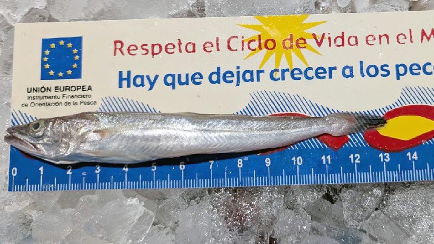 Interceptada en Murcia una furgoneta con 20 kilos de merluza de talla inferior a la permitida