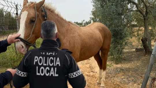 Un caballo suelto pone en riesgo el tráfico en las inmediaciones de Cabezudos