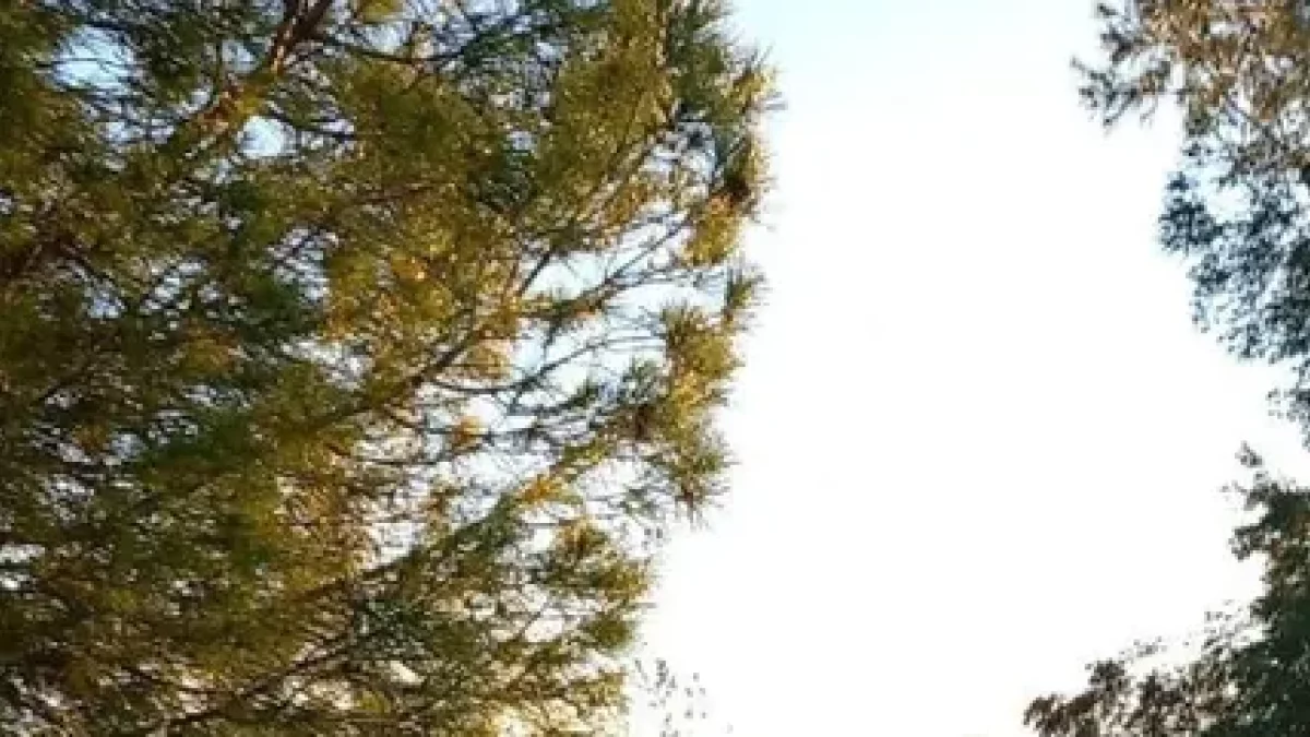 Investigan fuegos intencionados en 4 coches en la Vall del Corb