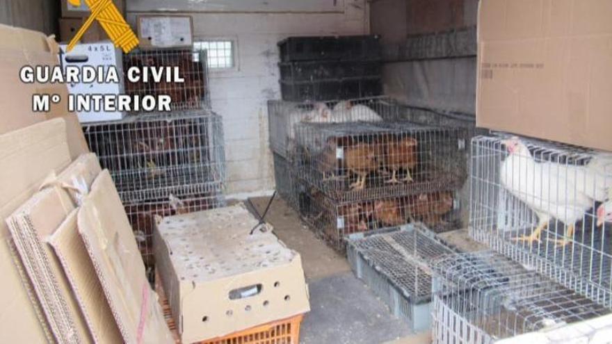 Sorprendido en Navarra vendiendo aves sin control sanitario y en alerta por gripe aviar