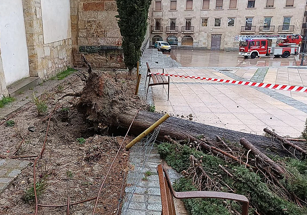 Un árbol de gran tamaño se desploma en el parque de las Salesas de Salamanca sin causar daños personales ni materiales
