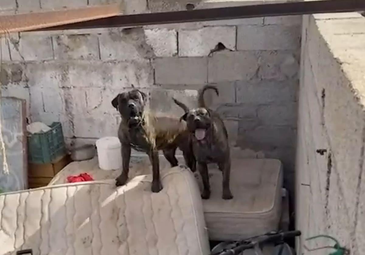 Investigada la dueña de dos presas canarios que atacaron a una mujer y mataron a su mascota en Arrecife