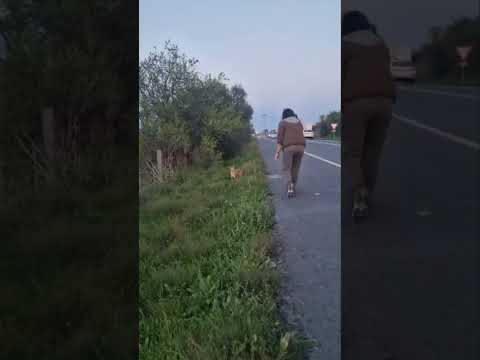 Un vecino de Cartaya salva a una perrita y denuncia el abandono que amenaza carreteras