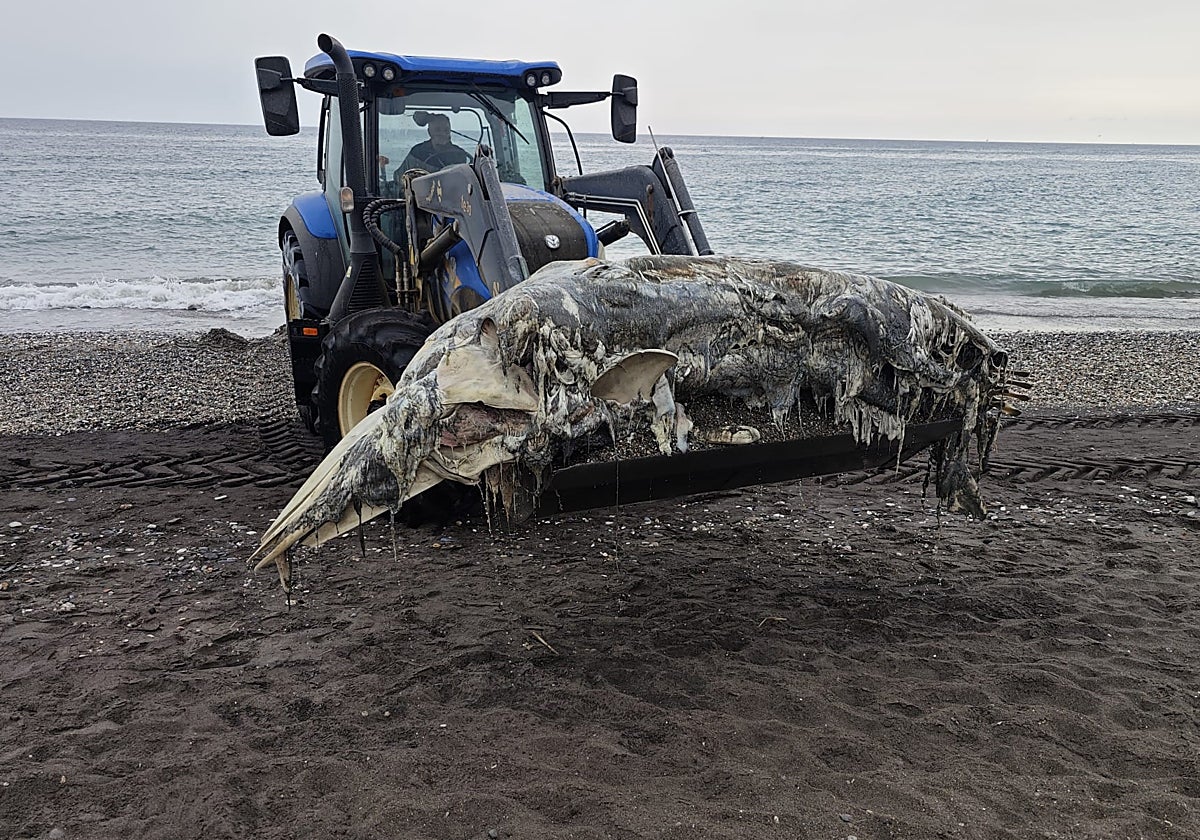 Aparece un enorme cetáceo varado en la playa de Ferrara, en Torrox-Costa, generando sorpresa y expectación entre los vecinos