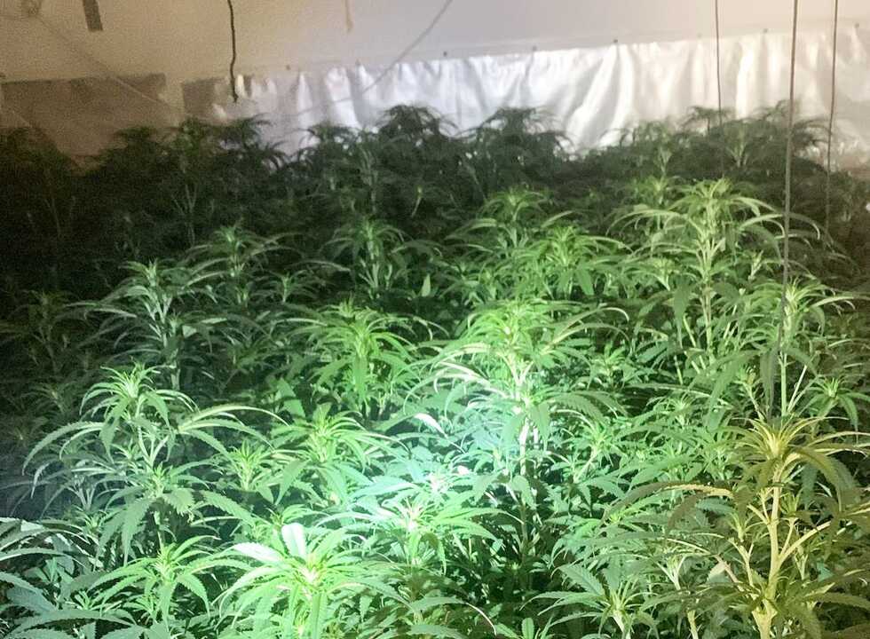 Descubren una plantación ilegal de marihuana en una vivienda ocupada de La Galera