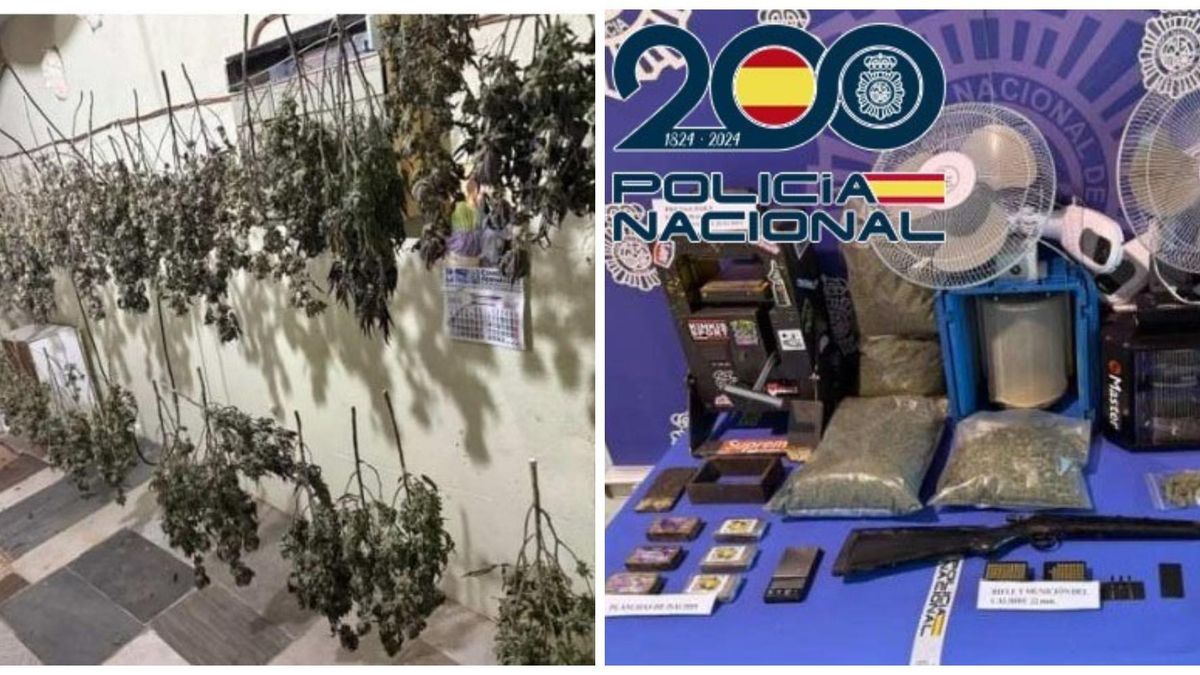 Desmantelan plantación de marihuana en Ponferrada con armas intervenidas