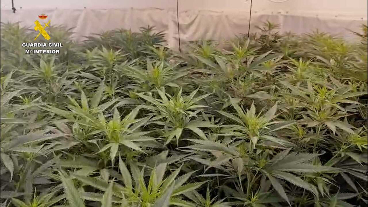 Localizan una plantación de marihuana con 1.700 plantas en una vivienda de El Rompido