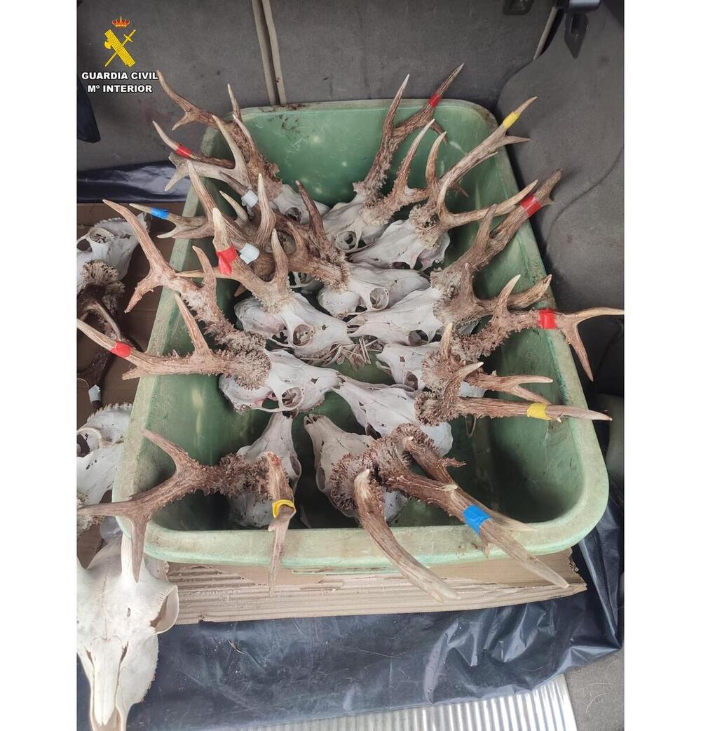Detenidos por transportar ilegalmente 28 cabezas de animales en condiciones precarias