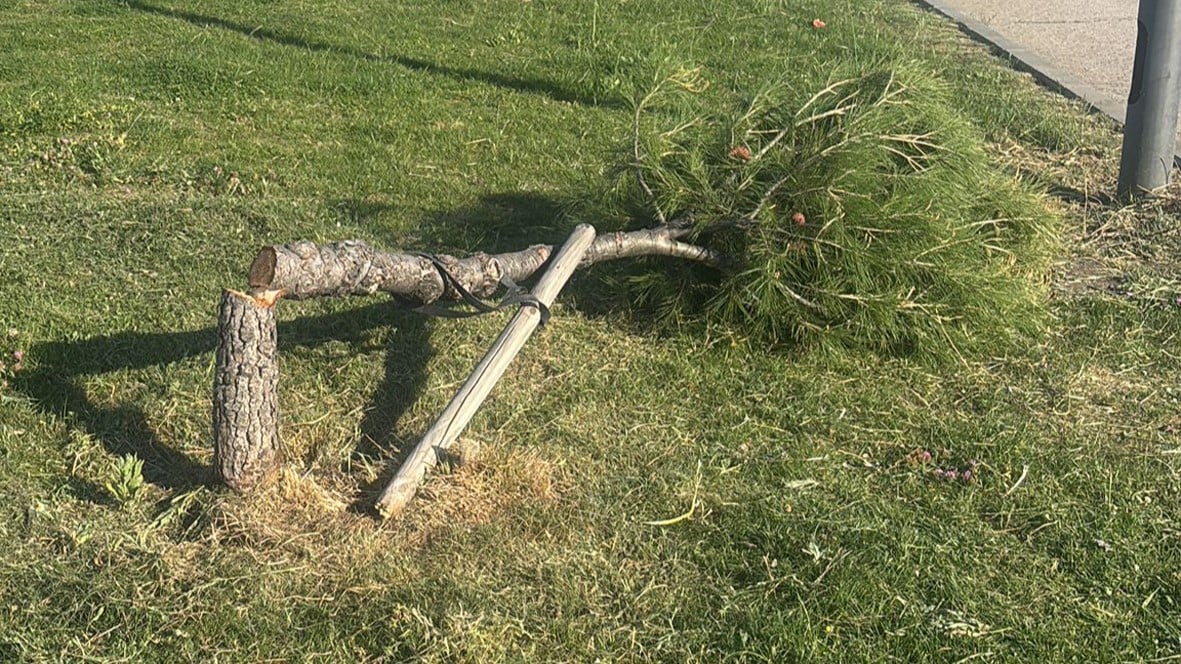 Hallan 35 pinos talados en Azuqueca de Henares: municipio investiga el brutal destrozo y contempla multas de hasta 3.000 euros