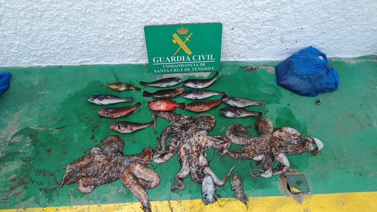 Pulpos y peces capturados ilegalmente en la costa de Tenerife.