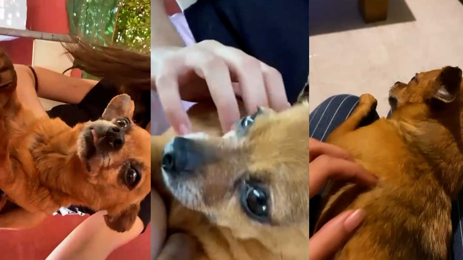#JusticiaParaParis: las redes estallan por el asesinato a golpes de una perrita en Mallorca «por un ataque de celos»