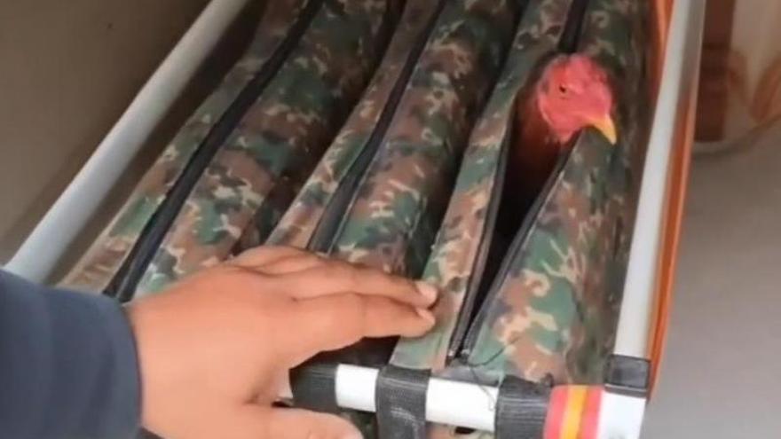 Interceptados 10 gallos de pelea en Irun en una furgoneta que se dirigía de Cantabria a Francia