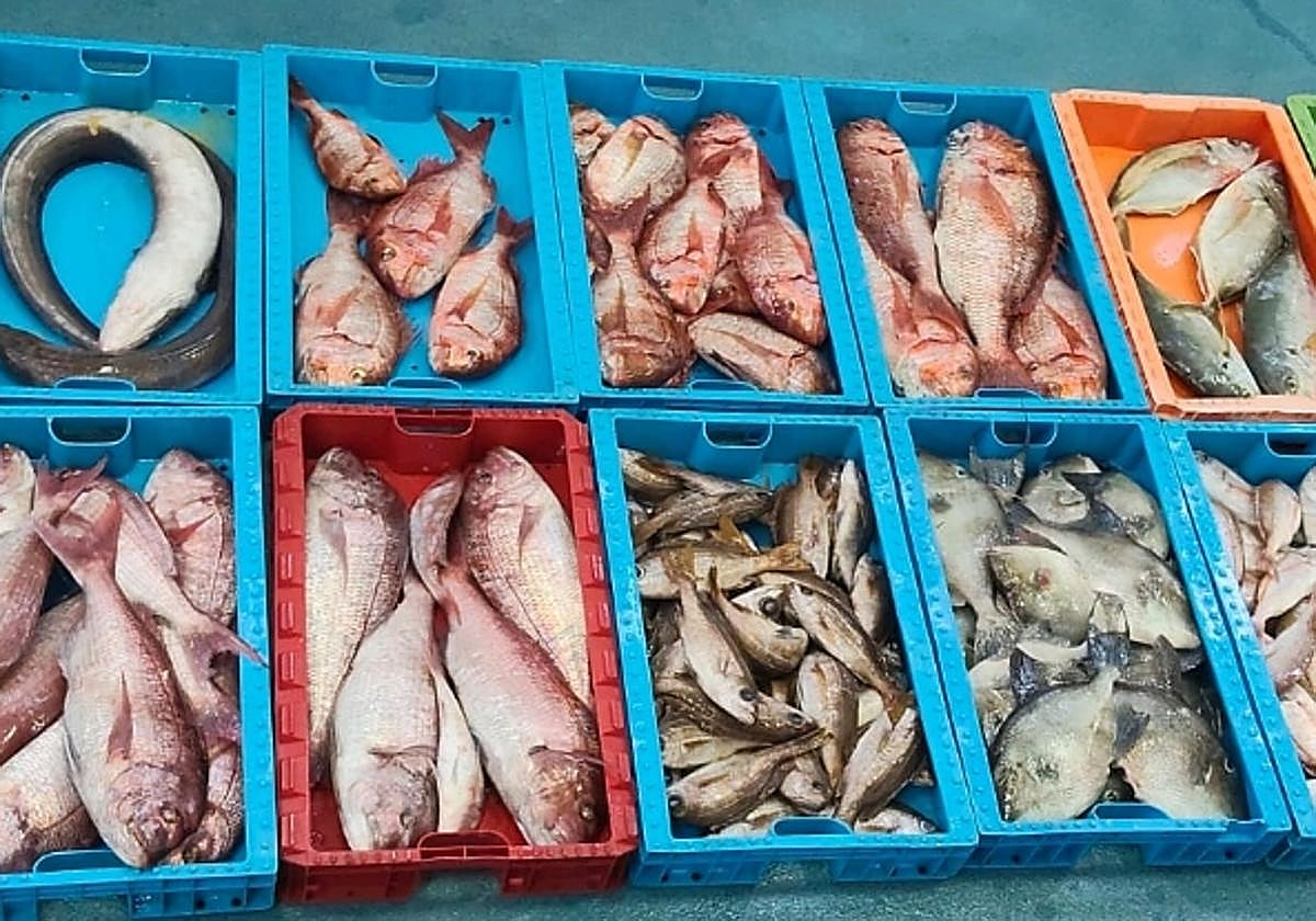Intervenidos 230 kilogramos de pescado capturado ilegalmente en Reserva Marina de La Graciosa