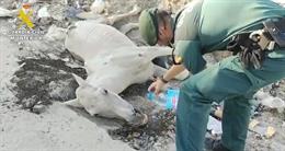 Investigan a un hombre por maltrato animal tras eutanasiar a un caballo abandonado en Valdemingómez