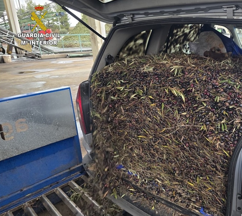 La Guardia Civil desarticula red de robo de aceituna en Ciudad Real: 46 delitos esclarecidos