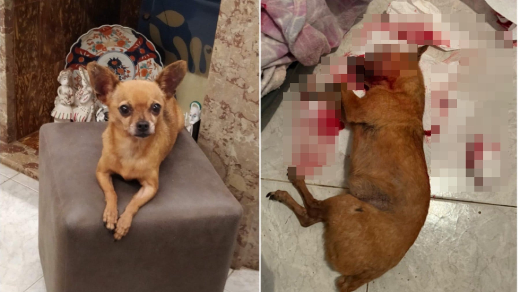 Denuncian a una mujer por matar a golpes al perro de su pareja en Mallorca por un ataque de celos