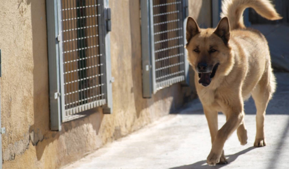 Roban 15 perros de la protectora San Bernardo, en Toledo