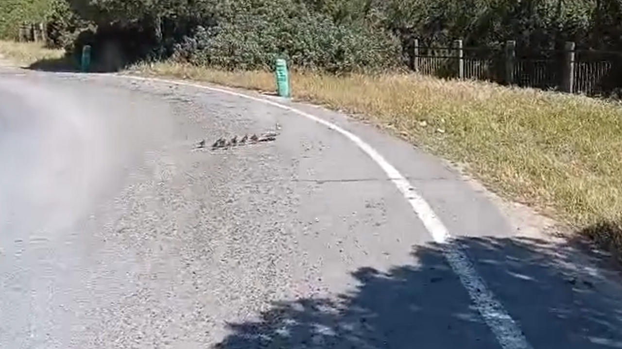 Curioso corte de tráfico en Matalascañas: la Policía escolta a una familia de patos