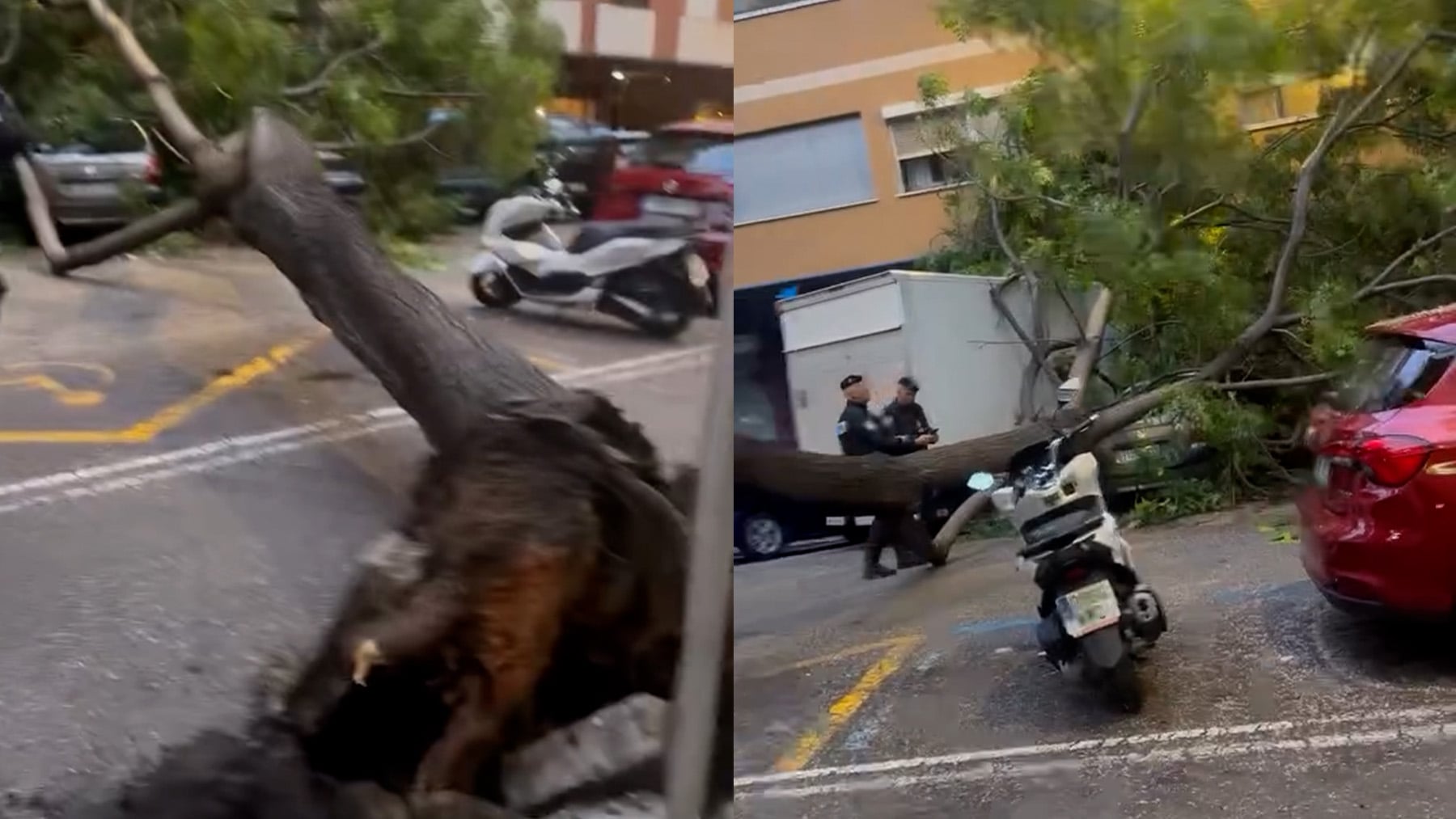 Al borde de la tragedia en Palma: la caída de un árbol obliga a cortar una de las arterias más transitadas