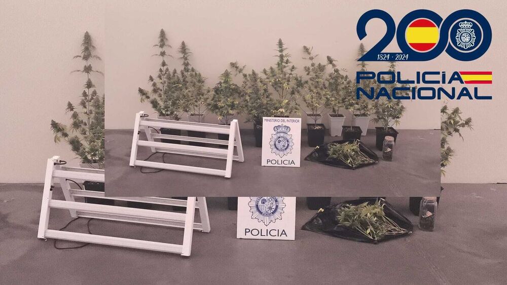 Detienen a una persona por plantar marihuana