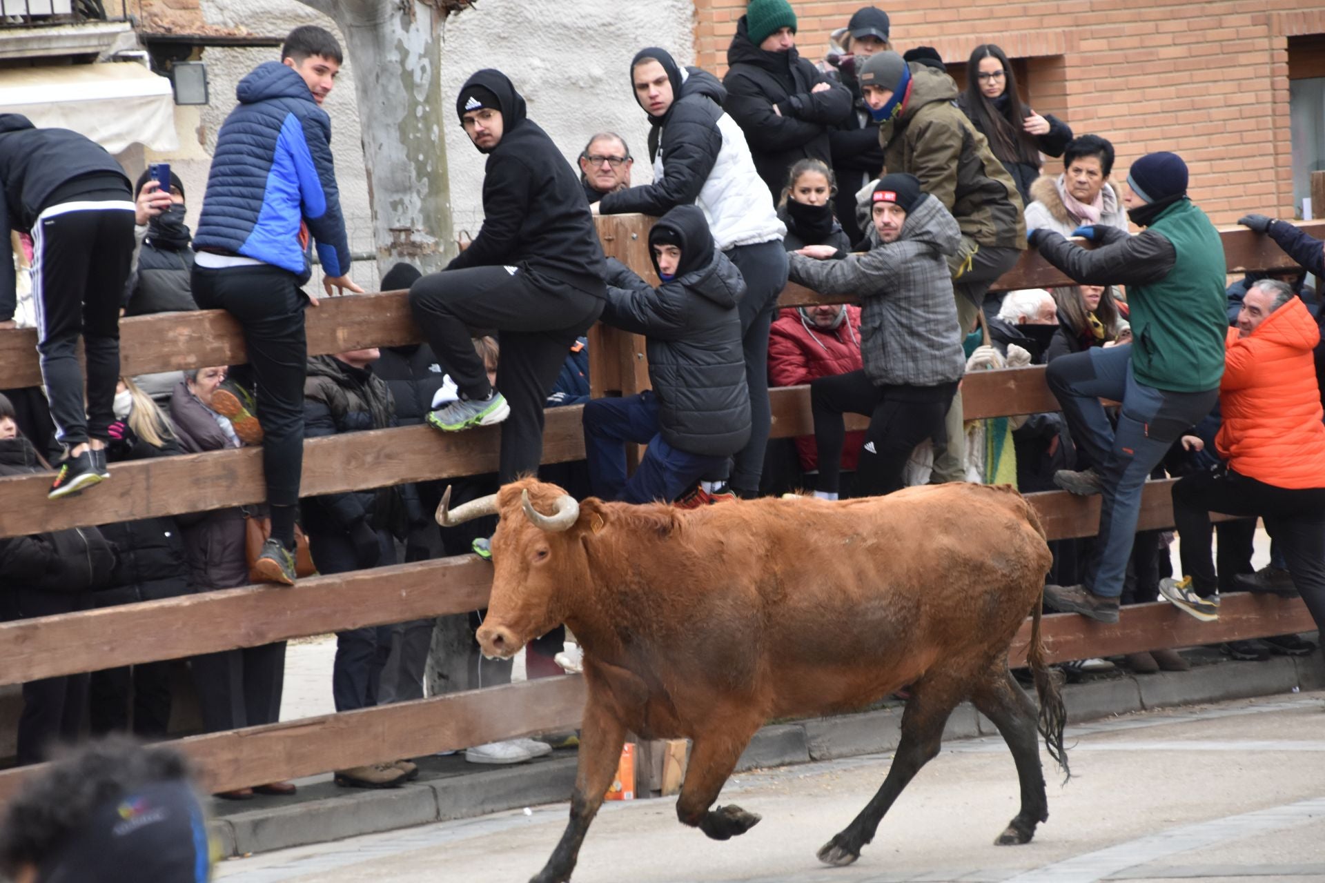 Dos heridos en encierros de La Rioja Baja: uno por cornada en zona inguinal y otro por golpe en la cabeza.