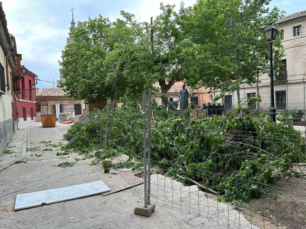 El viento tumba un árbol en la plaza Juan de Mariana