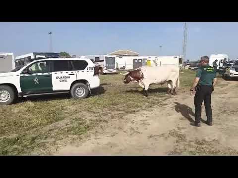 Guardia Civil interviene para controlar a dos bueyes desbocados en El Rocío, evitando incidente mayor.