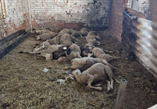 Ovelles mortes martorell
