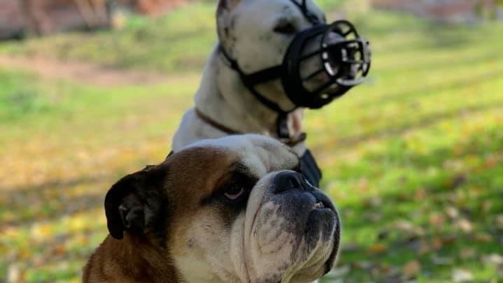 Perros peligrosos: riesgos y responsabilidades legales