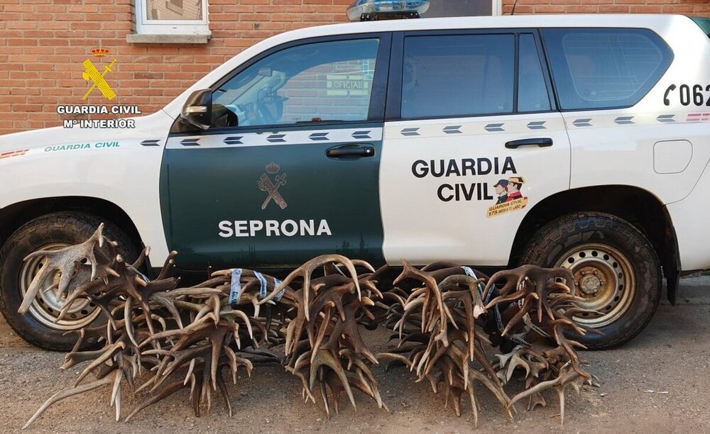 Investigan a dos furtivos con cuernos de ciervo robados