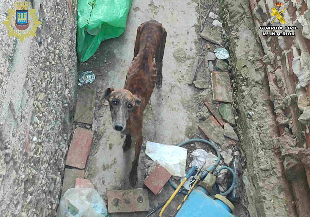 Guardia Civil y Policía Local investigan a dos personas por maltrato de animales en Logroño