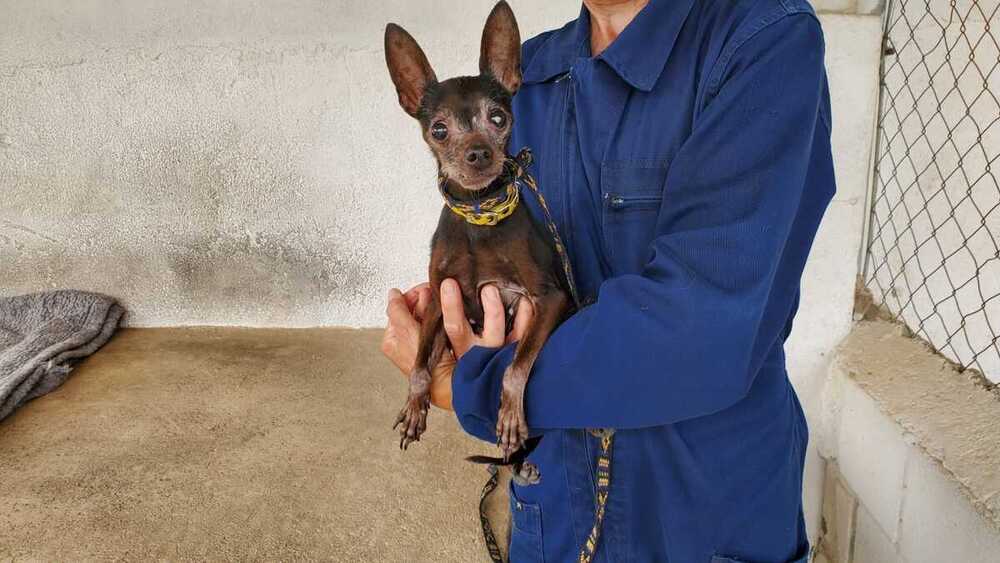 Salva, la chihuahua liberada de un bar de Nueva Segovia