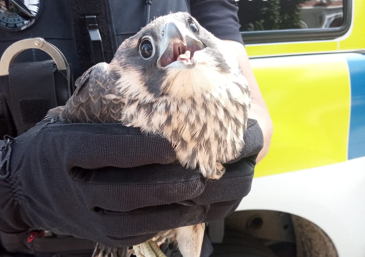 Doble rescate animal hoy en Alcorcón: una serpiente en una escalera y una cría de halcón en apuros