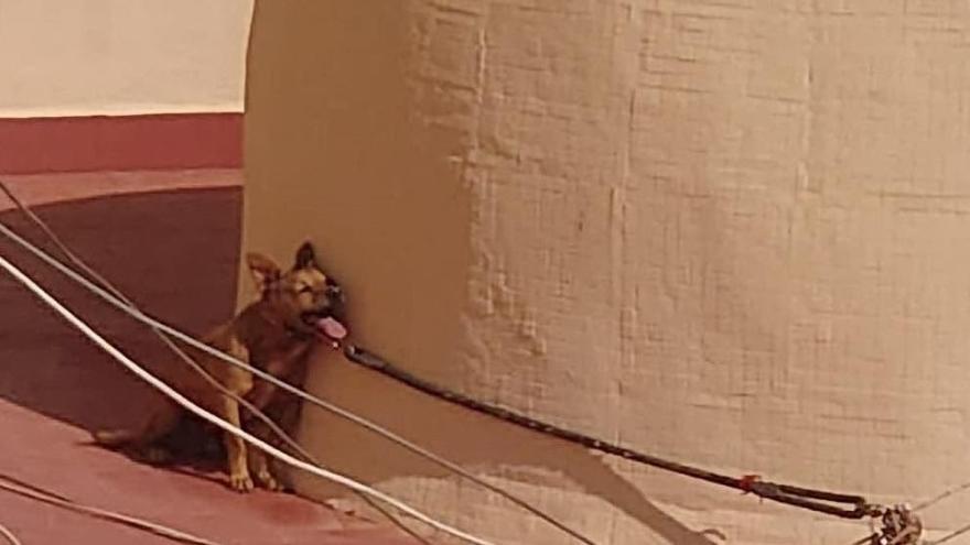 Una mujer acepta un año de cárcel por la muerte de un perro atado varios días en una azotea al sol