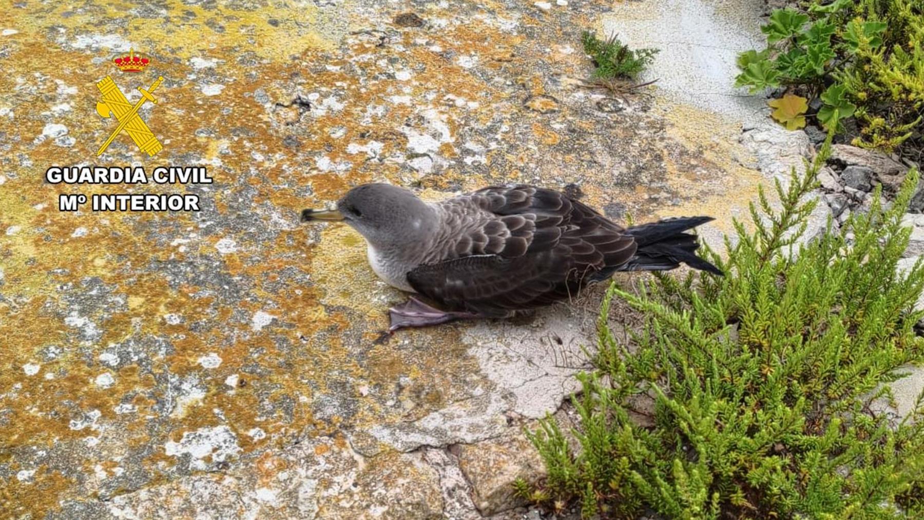 Rescatan de un pozo en Cabrera un ejemplar de la única ave marina endémica de España en peligro crítico