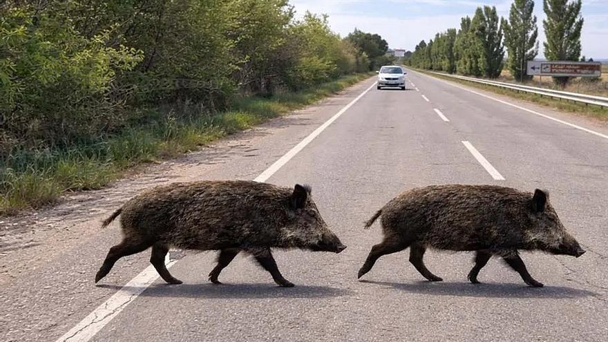 Muere una manada de 14 jabalíes atropellada en una carretera de Cantabria
