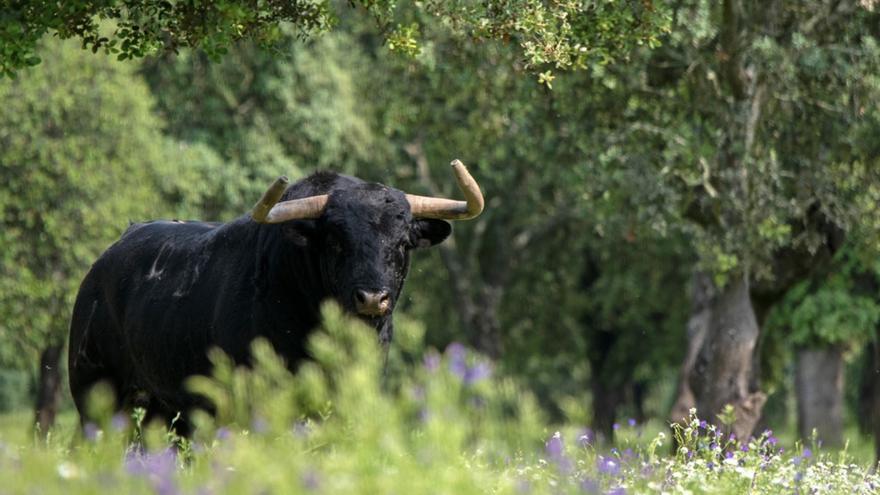 Un toro deja tres heridos tras escaparse de una finca